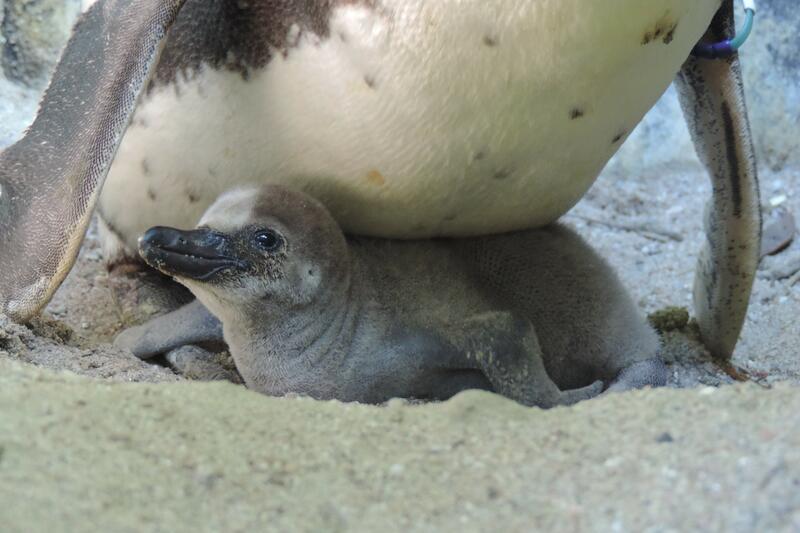 Das Team des Zoos Landau durfte sich am Wochenende bereits &uuml;ber das erste Humboldt-Pinguin-K&uuml;ken freuen. 