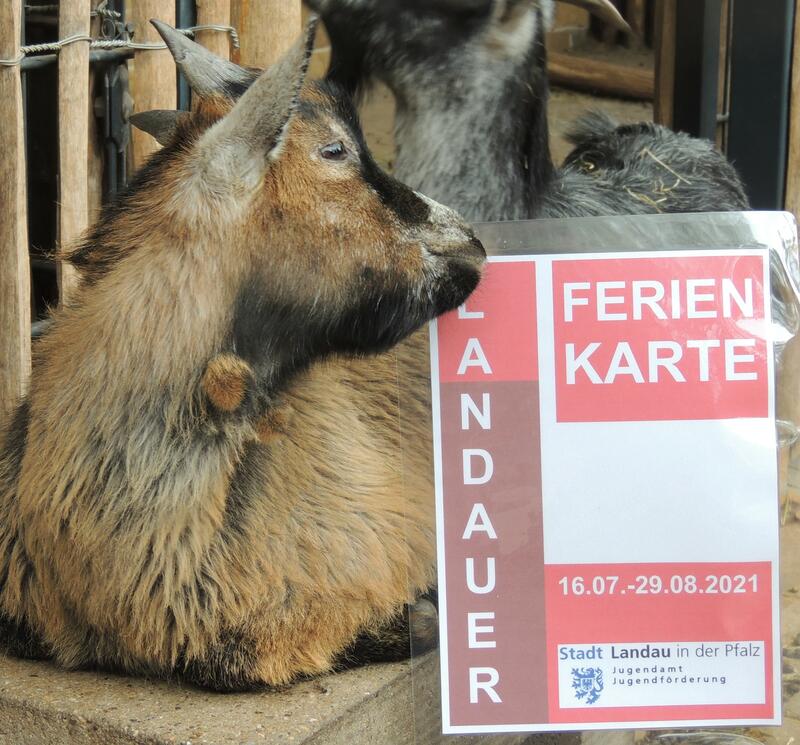 Mit dem Landauer Ferienpass kann auch der Zoo Landau besucht werden.