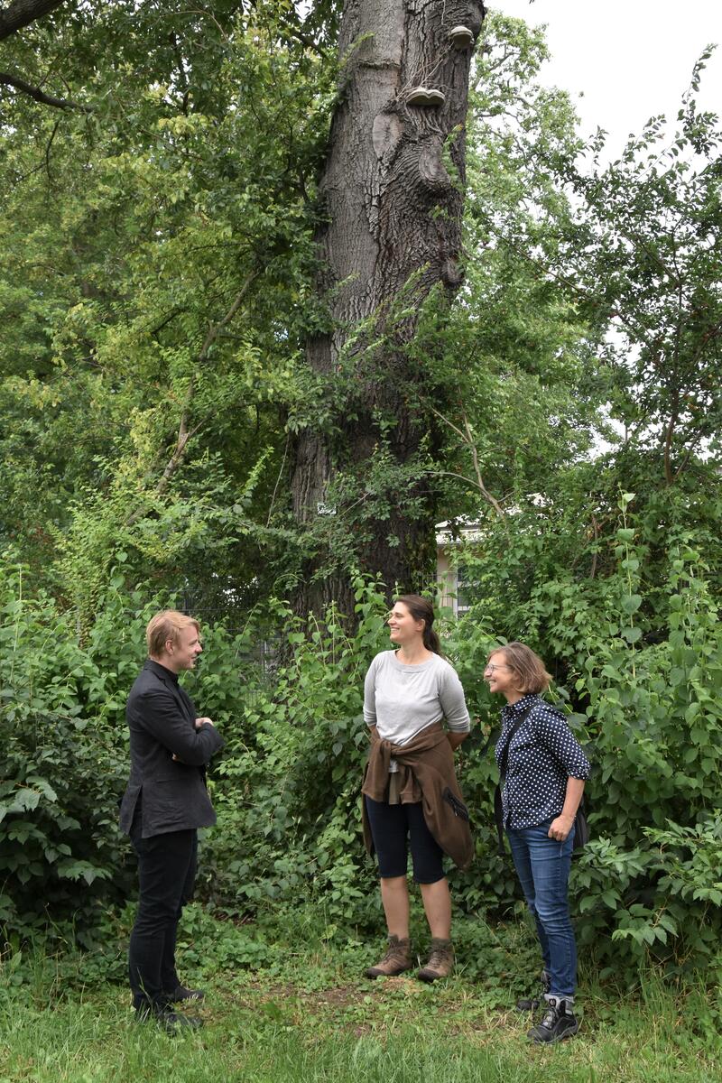 Umweltdezernent Lukas Hartmann, Baummanagerin Johanna Roth und Gr&uuml;nfl&auml;chenchefin Sabine Klein (v.l.n.r.) vor der vom Zunderschwamm befallenen Zerr-Eiche im Landauer Savoyenpark. 