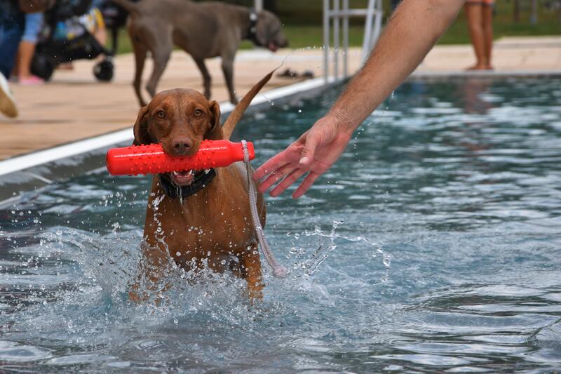 Badende Beagle, planschende Pudel und tropfende Terrier: Am Samstag, 4. September, findet das schon traditionelle Hundeschwimmen zum Saisonabschluss im Freibad am Prie&szlig;nitzweg in Landau statt. 