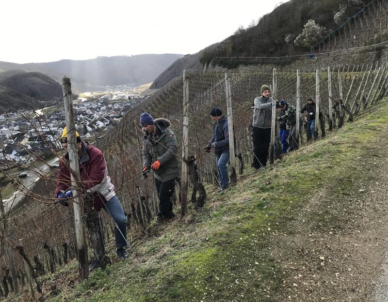 Auf den Rebschnitt folgt das Anbinden: Aus den Mitteln der Spendenaktion &raquo;Weinregion f&uuml;r Weinregion - S&uuml;dpfalz hilft dem Ahrtal&laquo; wurden jetzt 60 Beli-Binder f&uuml;r von der Flut betroffene Weing&uuml;ter im Ahrtal angeschafft.