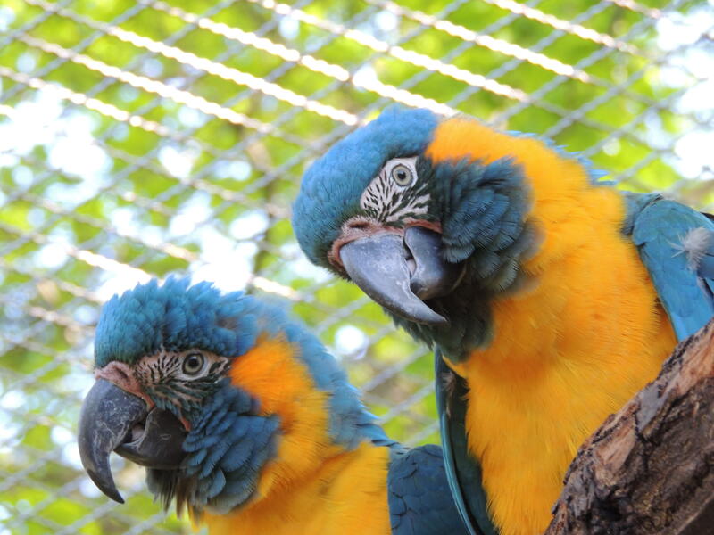 Ein gelb-blauer Solidarit&auml;tsbotschafter f&uuml;r die Ukraine ist im Zoo Landau der Blaukehlara. 