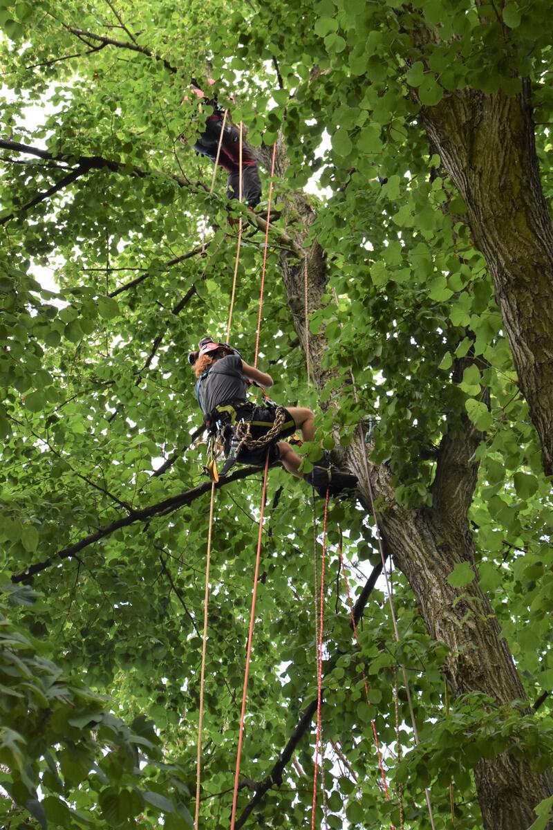Hoch hinaus: Im Landauer Goethepark wird zurzeit flei&szlig;ig das Baumklettern am Seil ge&uuml;bt. 