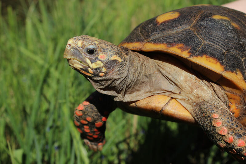 08-07-2022 Zoomeldung Naturschutzforschung Schildkr&ouml;ten
